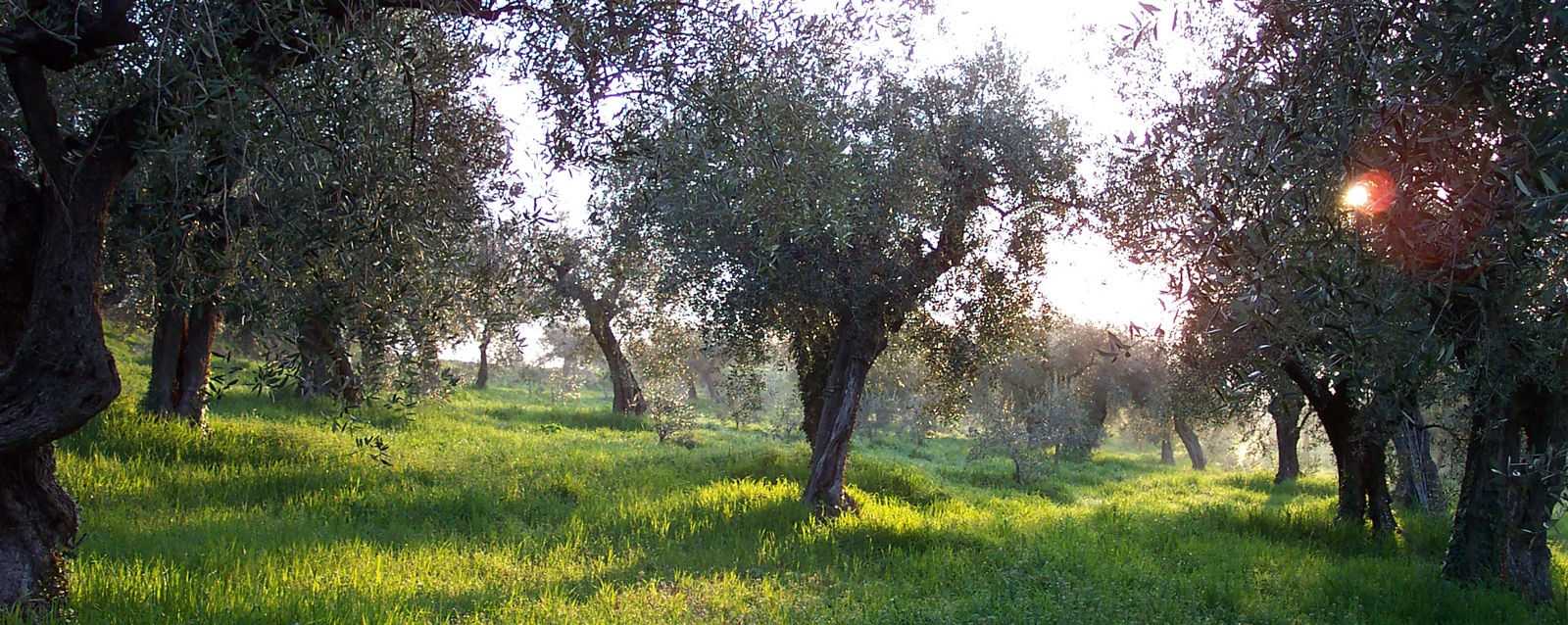 Superficie Oliveto Guerrieri Olivenbäume der Azienda Agricola Guerrieri