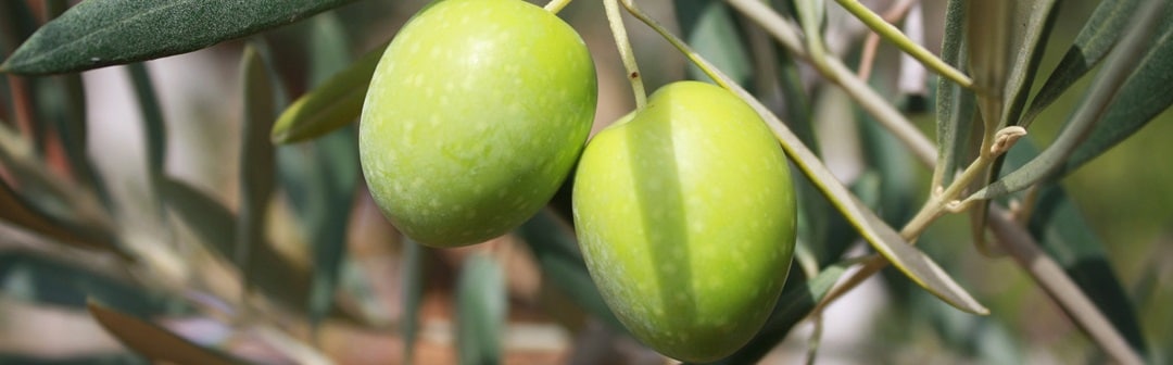 Olivenöl Bio- und DOP Olivenöl, hergestellt aus besten Olivensorten
